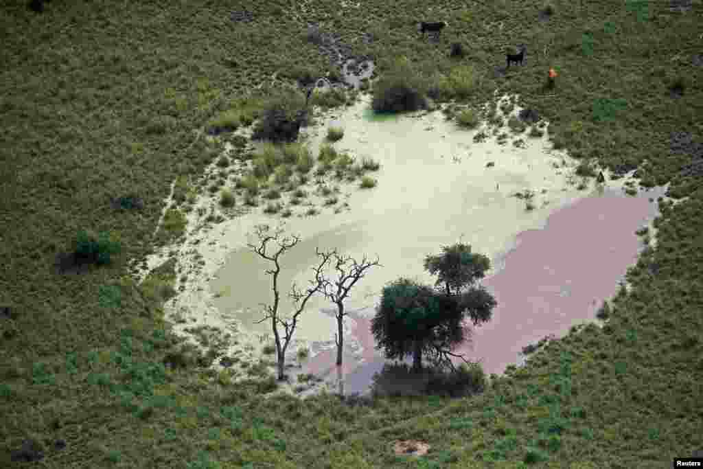 Los desmontes de tierras para cultivar soya y carne de res han llevado a la tala de unas 7 millones de hectáreas de bosque nativo en Argentina entre 1998 y 2021, casi todas en el Gran Chaco, según datos del gobierno.