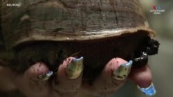 Գերմանացի կնոջ խխունջները դարձել են սոցցանցերի հիթ_1.mp4