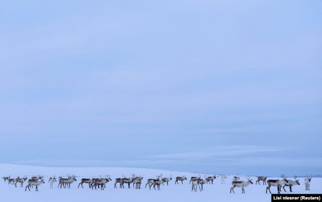 A herd of reindeer is seen in the barren winter landscape near Geadgebarjavri, up on the Finnmark plateau, Norway, March 13, 2024. (REUTERS/Lisi Niesner)