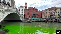 Cairan berwarna hijau cerah tampak di Grand Canal, Venesia pada hari Minggu (28/5). 