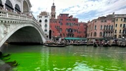 Cairan berwarna hijau cerah tampak di Grand Canal, Venesia pada hari Minggu (28/5). 