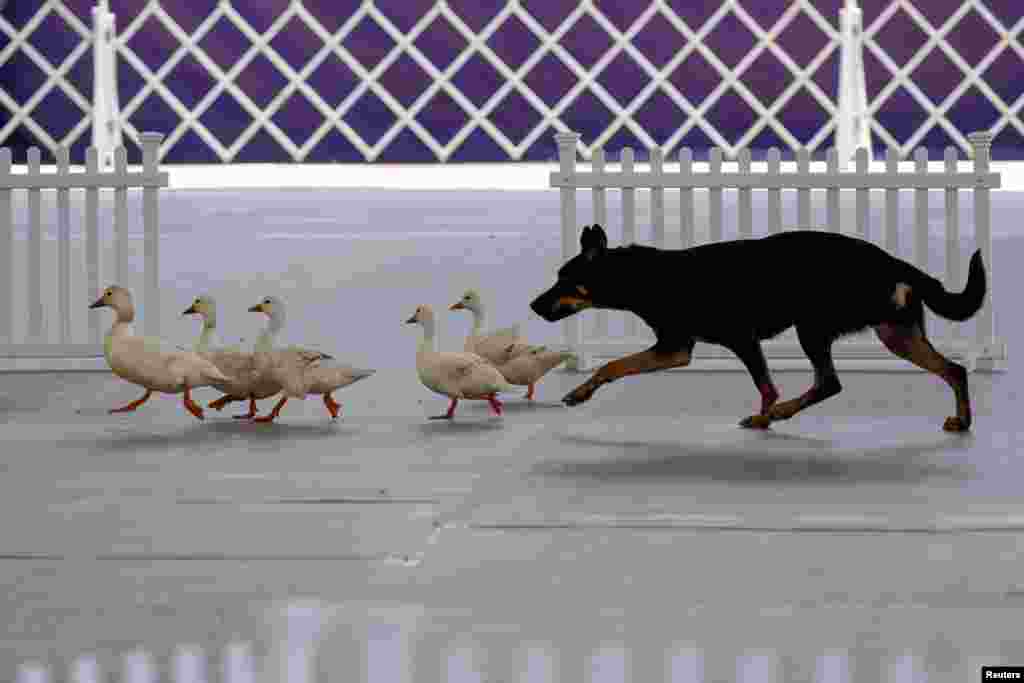 A dog herds ducks into a cage during the 148th Westminster Kennel Club Dog Show at the USTA Billie Jean King National Tennis Center in New York, May 11, 2024. 