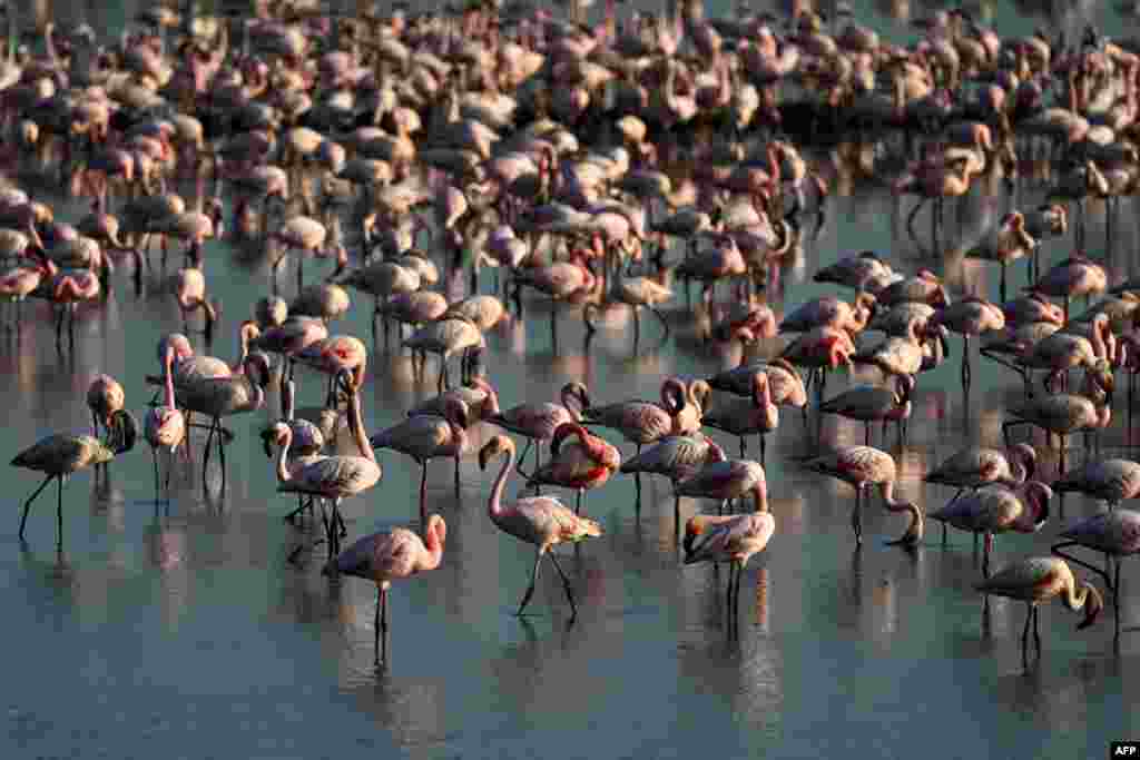 Flamingos stand in a pond in Navi Mumbai, India.