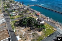 FILE - New leaves grow on the historic banyan tree in Lahaina, Hawaii, on June 26, 2024.