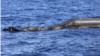 افزایش قربانیان غرق شدن قایق حامل مهاجران به اروپا؛ ۵۹ کشته از جمله ۱۲ کودک