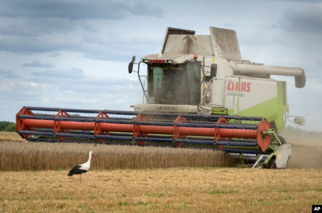 FILE - A stork walks in front of a harvester in a wheat field in the village of Zghurivka, Ukraine, Aug. 9, 2022. Countries are trying to protect their food supplies as the war in Ukraine, the threat of El Nino and damage from climate change take a toll.