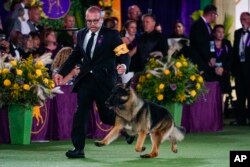 FILE - River, a German shepherd, competes for best in show at the 146th Westminster Kennel Club Dog Show, Wednesday, June 22, 2022, in Tarrytown, N.Y.