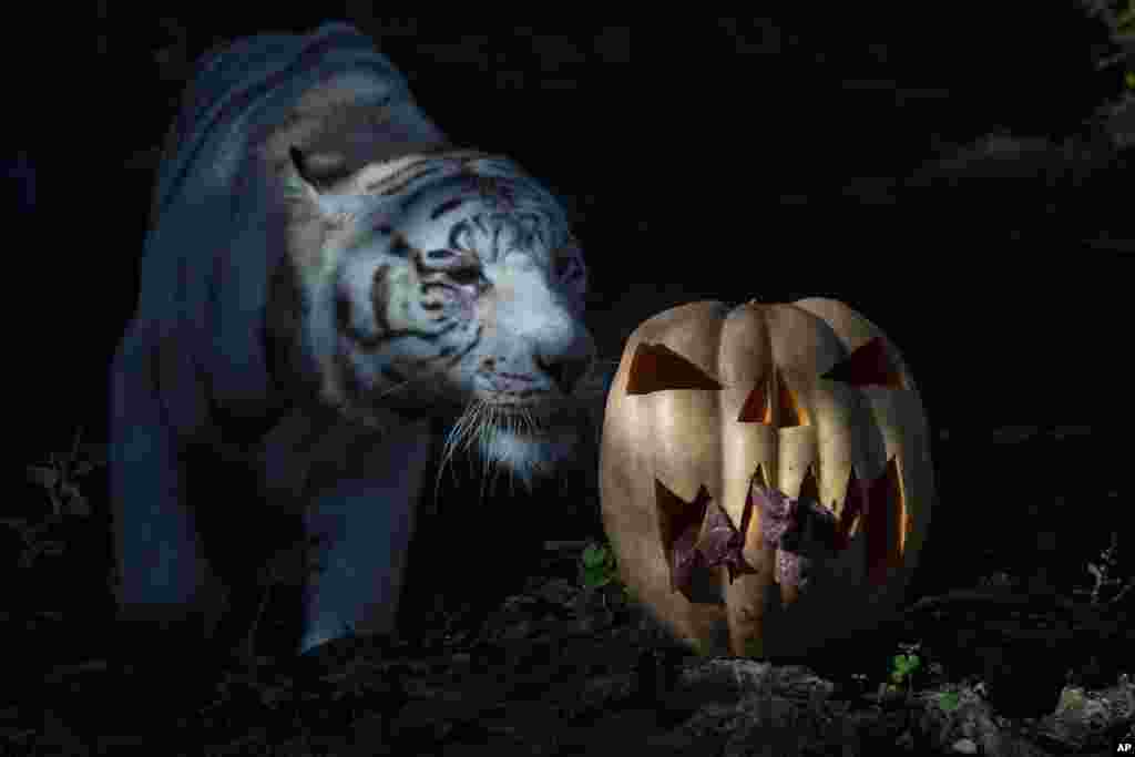 A White Bengal tiger approaches a pumpkin stuffed with meat at Rome&#39;s Zoo, Italy.