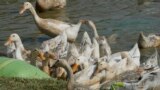 Ducks eat along the shore of Snoa village farm outside Phnom Penh, Cambodia, Thursday, Feb. 23, 2023. (AP Photo/Heng Sinith)
