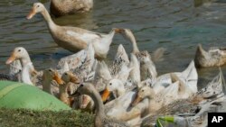 Ducks eat along the shore of Snoa village farm outside Phnom Penh, Cambodia, Thursday, Feb. 23, 2023. (AP Photo/Heng Sinith)