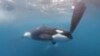 Orcas Disrupt Boat Race Near Spain, Display Dangerous, Puzzling Behavior 