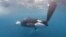 FILE - Image from video by The Ocean Race, an orca moves along a rudder of the Team JAJO entry in The Ocean Race, June 22, 2023, as the boat approached the Strait of Gibraltar.