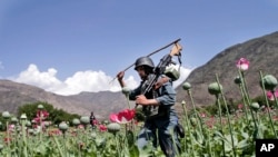 FILE - An armed Afghan policemen destroys an opium poppy field in Noorgal, Kunar province, east of Kabul, Afghanistan on April 13, 2013.