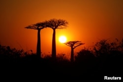 FILE - The sun rises behind baobab trees at baobab alley near the city of Morondava, Madagascar, August 30, 2019. (REUTERS/Baz Ratner/File Photo)