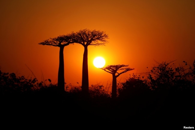 FILE - The sun rises behind baobab trees at baobab alley near the city of Morondava, Madagascar, August 30, 2019. (REUTERS/Baz Ratner/File Photo)