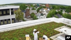 Beekeepers from Best Bees inspect two hives on the roof of the Warren Rudman U.S. Court House, May 15, 2023, in Concord, N.H.