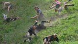 Participants compete in the men's downhill race during the Cheese Rolling contest at Cooper's Hill in Brockworth, Gloucestershire, May 29, 2023.