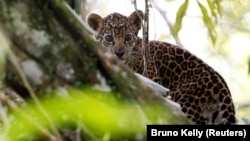 FILE - A jaguar cub stands atop a tree in Uarini, Amazonas state, Brazil, June 5, 2017. (REUTERS/Bruno Kelly/File Photo)