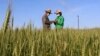 미 농무부 “북한 올해 쌀 생산량 210만t 추정”