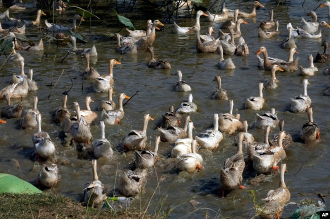 Ducks swim in a pond in a Snoa village farm outside Phnom Penh, Cambodia, Thursday, Feb. 23, 2023. (AP Photo/Heng Sinith)