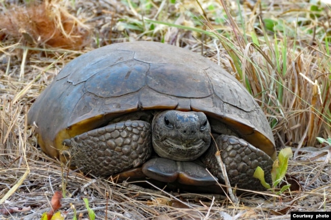 A gopher tortoise at the Tiger Creek nature preserve in Babson Park, Florida. (Photo by Linda Fish)