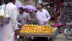 په سوات کې د شپتالانو تر ټولو غټ، ترسکون او جوسدار فصل تیار دی