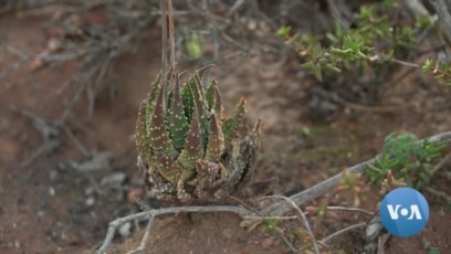 Poachers Pluck South Africa's 'Succulent' Plants for Chinese Market