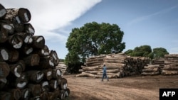 FILE - A worker walks in a storage bay of a logging company on the outskirts of Pemba, Cabo Delgado province, Mozambique, Feb. 13, 2017.