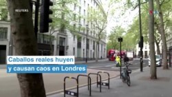 Caballos reales huyen y causan caos en Londres