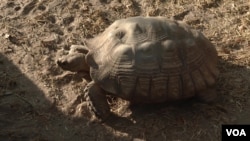 African spurred tortoise