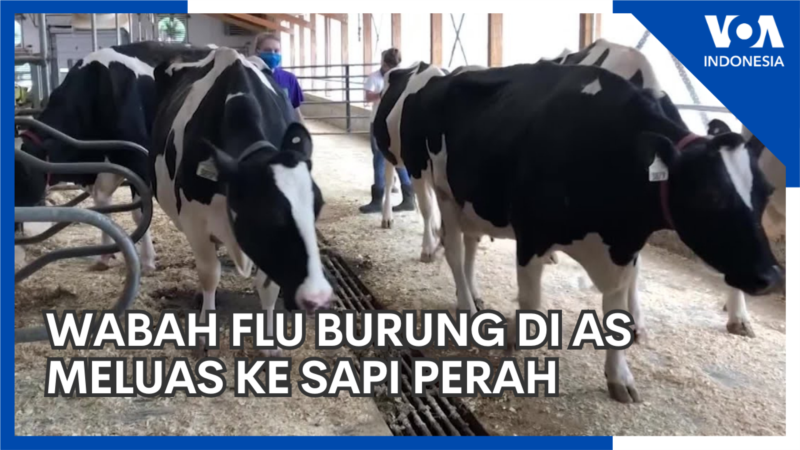 Wabah Flu Burung Meluas ke Sapi Perah