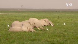 Očuvanje slonova pomaže u borbi protiv klimatskih promena u Africi 