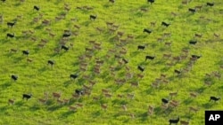 Antelope run as they migrate through national parks and surrounding areas in South Sudan, June 18, 2024. 