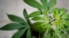 Germany's Cabinet Approves Plan to Liberalize Cannabis Rules 