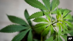 A cannabis or hemp plant grows in a box at the Cannabis Museum in Berlin on Aug. 15, 2023. Germany's Cabinet on Aug. 16, 2023, approved a plan to liberalize rules on cannabis possession and sale.