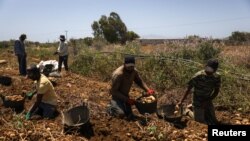 Sejumlah pekerja tampak mengumpulkan kentang di sebuah lahan di Naxos, Yunani, pada 20 Juni 2024. (Foto: Reuters/Stelios Misinas)