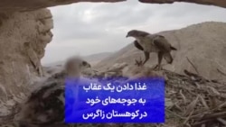 غذا دادن یک عقاب به جوجه‌های خود در کوهستان زاگرس
