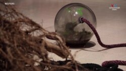 Լոնդոնի ցուցահանդեսում նկարիչները կիսում են բնապահպանական մտահոգություններն ու հույսերը 