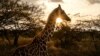 Giraffes bring peace to Kenyan communities once at odds