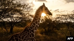 FILE - A baby giraffe roams during sunset at the community celebrations to honor the arrival of several wild giraffes as part of a wildlife translocation exercise in Ruko Conservancy, on July 7, 2024. 