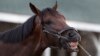 Seekor kuda peserta Kentucky Derby di Churchill Downs Senin, 29 April 2019, di Louisville, Kentucky. (Foto: AP/Charlie Riedel)