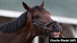 Seekor kuda peserta Kentucky Derby di Churchill Downs Senin, 29 April 2019, di Louisville, Kentucky. (Foto: AP/Charlie Riedel)