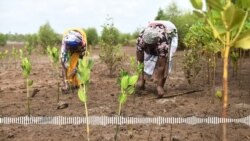 Yasa ka, kun fe jiri tige, dugukolo ja ani, ka waati yelema kololow kele min kelen do bi, IRC banyumanke ye