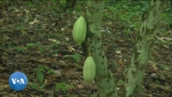Le prix du cacao flambe en Côte d'Ivoire
