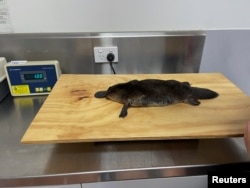 A platypus is kept to weigh inside Taronga Wildlife Hospital at Taronga Western Plains Zoo, in this screen grab taken from a video, in Dubbo, Australia, July 8, 2024.