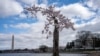 Cây hoa anh đào có biệt danh là Stumpy đứng sừng sững tại Tidal Basin ở Washington, ngày 19/3/2024. Stumpy và hơn 100 cây anh đào khác sẽ bị chặt hạ trong khuôn khổ quá trình trùng tu Tidal Basin kéo dài nhiều năm. 