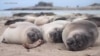 Elephant Seals Get By On Two Hours Sleep, Underwater 