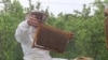 بازار فروش عسل وجود ندارد- زنبورداران 