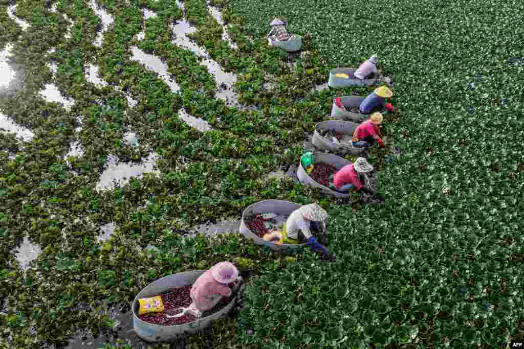 Farmers harvest water chestnuts in a pond in Huaian, in eastern China&#39;s Jiangsu province.