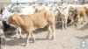 Some of the cattle given to villagers by Mokgweetsi Masisi 